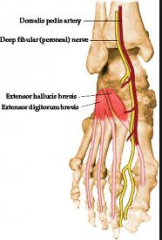 Extensor hallucis/digitorum brevis
Origin
•Superior lateral surface of the calcaneus
•Lies lateral to sinus tarsi
 
Pathway
•Muscle belly runs anteriorly/medially over the foot
•Runs deep to extensor digitorum longs
Insertion
• Inserts i...