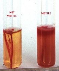 This is not a biochemical test, but it can distinguish bacteria. It determines presence of flagella. 

*Media and reagent:*
 Deep agar
 
*Expected results:* 
Positive test: Growth spread away from the line of inoculation = motile
 Negative test: Gr