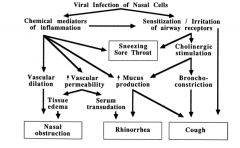 viral infection of nasal cells: 
a.) chemical mediators of inflammation: 
b.) sensitization and irritation of airway receptors: