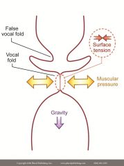 Vocal folds are adducted and held in position by muscular force, surface tension and gravity

Alveolar pressure is raised by volume compression
Subglottal pressure builds and blows apart vocal folds (bottom to top)

Recoil forces start to bring the v