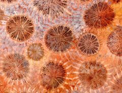 Genus: hexagonaria, halysites, lophophyllidium proliferium, favosites
CN: Coral, chain coral, horn coral, honeycomb coral