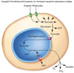 small energy conservation organelles in some anaerobic protists
descended from common mitochondrial ancestor
double membrane, no cristae, usually lack DNA
ATP is generated by fermentation process rather than respiration
CO2, H2, and acetate are produc