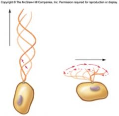100-200 μm long
move in undulating fashion	
tinsel – tip pulls cell along
whiplash – naked flagellum