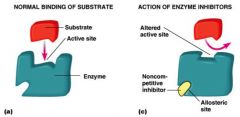 binds enzyme at site other than active site

changes enzyme’s shape so that it becomes less active