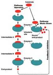 also called end-product inhibition

inhibition of one or more critical enzymes in a pathway regulates entire pathway

-pacemaker enzyme

each end product regulates its own branch of the pathway

each end product regulates the initial   pacemaker e