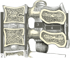 Nämn vad följande 5 ligamenten tillhörande columna vertebralis heter