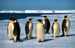 Οι πιγκουίνοι μπορούν να ζήσουν μόνο στο συγκεκριμενο μερος , έαν για παράδειγμα μετακινηθούν στην έρημο θα πεθάνουν ! Γιατι ;