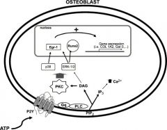 1 defect intramembrns ossifctn-> leads to failr formtn midline struct, hypoplastic/absent clavicles; 2 AD-   RUNX2/CBFA1 muttn--> transcription factor regul Oblastic diffrntn