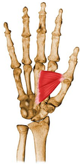 Froment's sign= (IP) flexion durg attempted key pinch. (+) pts w/ ulnar neuropthy-> cubital tunl S, Ulnar Tunl Syndm). bc/ add pollicis (ulnar n.) is deficient, & can NOT flex the MCP jnt give pinch strgth w/ extndd IP joint. thumb compnsts->FPL (...