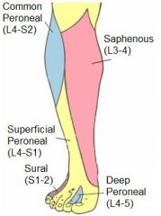 lateral compartment
function-plantarflexion and eversion of foot
anterolateral incision, identify and protect the superficial peroneal nerve fasciotomy of lateral compartment performed 1cm behind intermuscular septum        
1 peroneus longus
2 perone