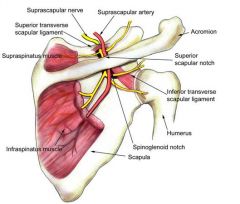 The suprascapular notch is proximal to the point where the suprascapular nerve innervates both the supraspinatus and the infraspinatus, therefore compression would cause weakness of both.