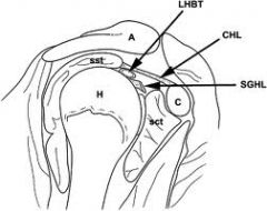 Besides the biceps tendon, which of the following structures also pass through the rotator interval?
