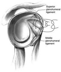The coracohumeral and superior glenohumeral ligaments 

Contents of RI = long head of biceps tendon, superior glenohumeral ligament, glenohumeral capsule, and the coracohumeral ligament