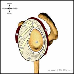 What structure provides dynamic glenohumeral stability by compressing the humeral head against the glenoid?