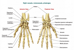 1st is support for the base of the thumb
Remaining 4 form the framework of the palm
Relatively immobile (only the thumb moves freely)