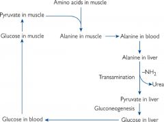 Transport nitrogen to liver as alanine and glucose back to muscles