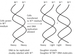 E.Coli were grown for several generations in media containing N15 - this was incorporated into their DNA
Cells suddenly switched to N14-containing media and allowed to divide.
First-generation cells had DNA which was 50% N15, 50% N14

Meselson & Stahl