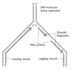 5' --> 3' strand - can be copied directly by DNA polymerase