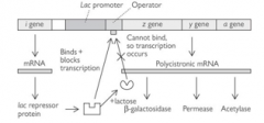 The lac operon in bacteria