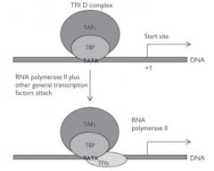 Causes the sequential recruitment of other transcription factors for RNA polymerase II (TFIIs) - TFIIA, B and F.

Followed by recruitment of RNA polymerase itself and finally TFIIE and H.

This forms the initiation complex