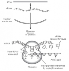 In the cytoplasm - mature RNA leaves the nucleus through pores in the nuclear membrane