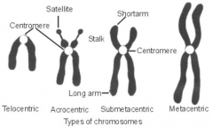 Classified by position of centromere:
Metacentric - central (median), arms of equal length
Sub-metacentric - near centre (sub-median), two unequal arms
Acrocentric - near one end (sub-terminal), one arm very short, the other long
Telocentric - termina