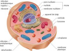 Les organites sont les différentes structures spécialisées contenues dans le cytoplasme et délimitées du reste de la cellule par une membrane phospholipidique.