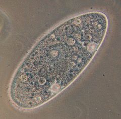 Le terme protozoaire désigne les protistes (eucaryotes unicellulaires) hétérotrophes qui ingèrent leur nourriture par phagocytose, contrairement aux deux autres types de protistes.