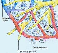 Le liquide interstitiel remplit l'espace entre les capillaires sanguins et les cellules. Il facilite les échanges de nutriments et de déchets entre ceux-ci.