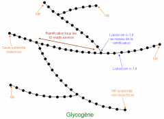 Polymère de glucose animal stocké dans le foie et les muscles.