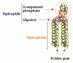 Macromolécule formée d'un glycérol, de deux chaînes d'acides gras et d'un groupement phosphate. Propriétés hydrophiles et hydrophobes. Composent les membranes cellulaires en formant une bicouche lipidique.
