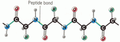 Chaîne de 10 à 100 acides aminés reliés par des liaisons peptidiques (covalentes). Polymère des acides aminés.