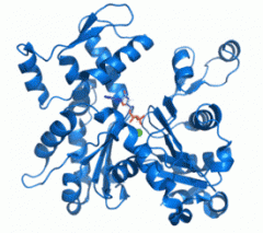 Un ou plusieurs polypeptides liés ensemble de façon à former une molécule tridimensionnelle. Sa fonction varie selon sa structure.