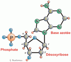 Monomère de l'acide nucléique. Composés d'un phosphate, d'un monosaccharide (ribose pour ARN et désoxyribose pour ADN) et d'une base azotée