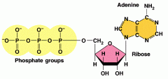 Molécule qui représente la source d'énergie directe pour le travail cellulaire par hydrolyse. Composée de trois phosphates, d'un ribose et d'une adénine.