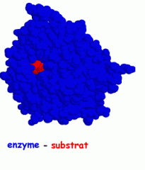 Réactif sur lequel agit l'enzyme.