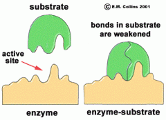Lieu spécifique à la surface de l'enzyme où se lie le substrat.