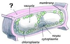 Polysaccharide sur la membrane plasmique qui maintient la forme et empêche l'éclatement. Absente sur les cellules des animaux et des protozoaires. La composition varie pour les bactéries (gram + ou -).