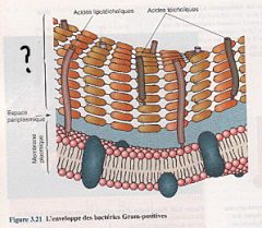 Forme la paroi bactérienne. Il est formé d'une partie glucidique et d'une partie peptidique.