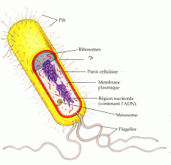 Couche gluante composée de polysaccharides et de protéines sur la paroi qui permet de se fixer au substrat ou colonie. Protège contre les anticorps de l'hôte.