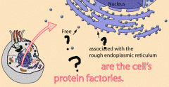 Organite situé dans le cytosol permettant la synthèse de protéines. Plus petits chez les bactéries.