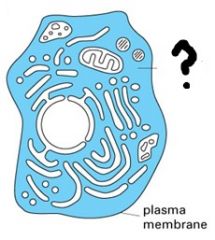 Phase liquide dans laquelle baignent les organites cytoplasmiques, à l'intérieur des cellules.