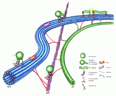 Fibres constitutives du cytosquelette les plus épaisses. Servent d'autoroute et pour la division cellulaire.