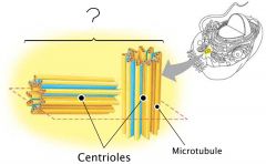 Centre cellulaire organisateur des microtubules. Edifice composé de deux fois neuf triplets de microtubules, formant la paroi d'un cylindre. Sert de charpente et à la division cellulaire.