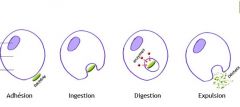 Processus cellulaire par lequel les microbes sont détruits par certaines catégories de leucocytes, appelés phagocytes. Élément essentiel de l'immunité naturelle.