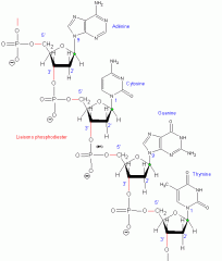 Monomère de l'acide nucléique. Composé d'un sucre (ADN : désoxyribose, ARN : ribose), d'un groupement phosphate et d'une base azotée.