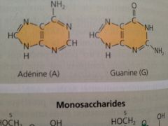 Adénine (A) et guanine (G). Comportent deux cycles. (Les personnes AG puent et portent des LUNETTES)