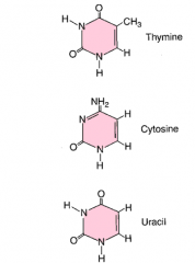 Cytosine (C), thymine (T, ADN) et uracile (U, ARN). Comportent un cycle.