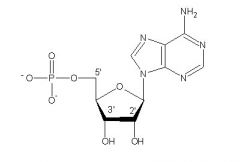 3' : groupement hydroxyle
5' : groupement phosphate