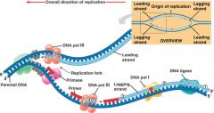 1-Hélicase (déroulement), 2-SSB (fixation), 3-ADN Primase (union d'ARN à ADN), 4-Amorce (ARN de départ), 5-ADN Polymérase III (ajout de nucléotides), 6-ADN Polymérase I (remplace ARN) 7-ADN ligase (jonction nucléotides)